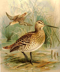 Hein&auml;kurppa (Gallinago media). Kuva: Wikimedia Commons (PD)
