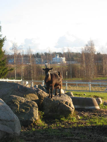 Kuva: Ilkka Lyytik&auml;inen